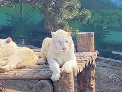 -西霞口神雕山野生动物世界