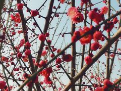 -香雪海