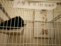 -萌喵宠狗爱心宠咖