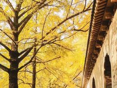 -灵谷景区