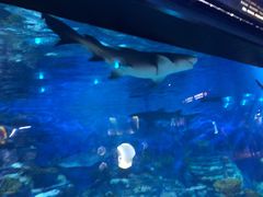 -烟台海昌鲸鲨海洋公园