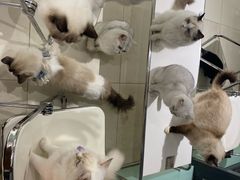 -怪兽屋·羊驼·猫咖·狗咖(俊华广场店)