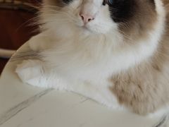-Catmate·猫肥家润(金润铂宫店)