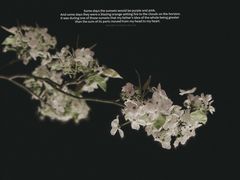 -云里小坐·小院里·团建·宴请·下午茶(三圣乡店)