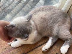 -猫小院猫主题餐厅(南锣旗舰店)