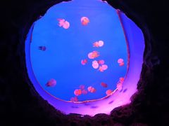-白鹿仓冰雪海洋世界