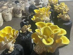 -仙蘑洞