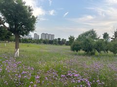 -汉长安城未央宫国家考古遗址公园