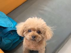 -北京观赏动物医院·24小时大型综合·猫专科·异宠专科