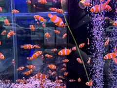 -青石桥花鸟鱼虫市场(叠翠城店)