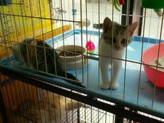android_upload_pic-爱宠屋pet shop·宠物洗澡·宠物美容