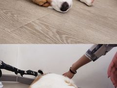 -浣熊柯尔鸭土拨鼠·电玩咖