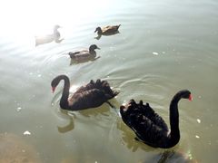 怡沁园度假村-上海怡沁园度假酒店