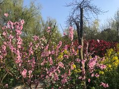 -南汇桃花村