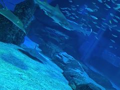 -海合安成都极地海洋公园