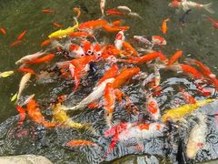 -一品烧农庄·佛山本地特色菜