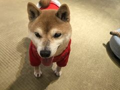 -逗柴咖啡屋·狗咖猫咖宠物桌游