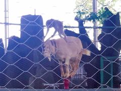 -泉州海丝野生动物世界