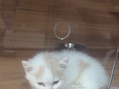 -喵百万·布偶·蓝金金渐层英短·猫舍(百子湾店)