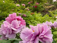 -洛阳市隋唐城遗址植物园