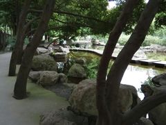 -神仙树公园