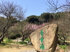 -香雪海