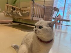 -藏猫猫咖啡主题馆(中央大道店)