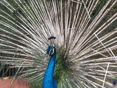 -吉隆坡雀鸟公园