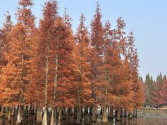 -白鹭湾湿地公园