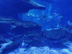 -海合安武汉极地海洋公园