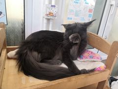 -猫小院猫主题咖啡厅(北锣店)