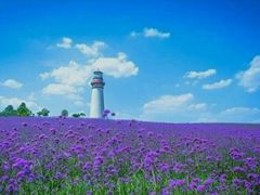 -紫颐香薰山谷景区