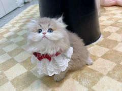 -欣宠猫屋·矮脚拿破仑·蓝金金渐层