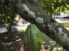 -中国科学院西双版纳热带植物园