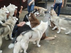 -TrueLove @ Neverland (Husky Cafe)