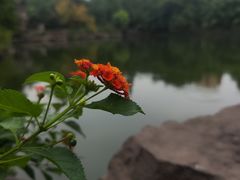 -台州府城(东湖)