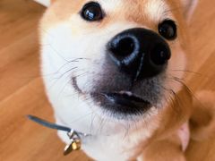 -柴犬小屋·柴餐厅·狗咖食堂(金鼎广场店)