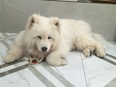 -星多哈·狗咖·拼豆·咖啡
