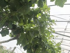 -菊园百果园