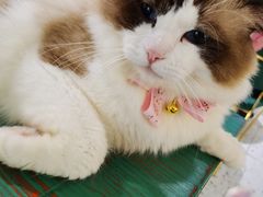 -喵喵咪呀布偶猫咖(春熙路店)