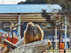 -沈阳森林动物园
