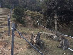 -岚山猴子公园