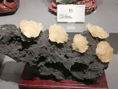 -湖南省地质博物馆