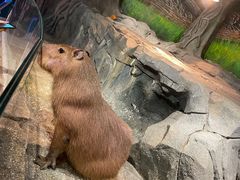 -正佳雨林生态植物园