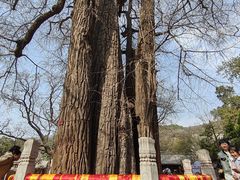 -潭柘寺景区
