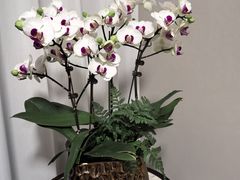 -双季花艺园艺市场(浦东店)