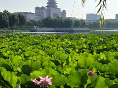-莲花池公园