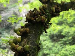 -华蓥山天意谷景区