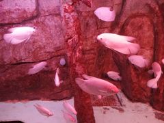 -泉城欧乐堡海洋极地世界