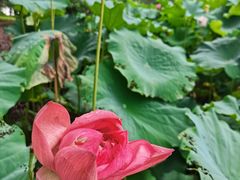 -陈家山荷花公园